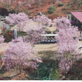 永州十场花事丨祁阳：樱花烂漫 乐享春光