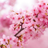 永州十场花事丨永州冷水滩：春和景明 樱花烂漫