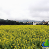 永州十场花事丨蓝山：春雨催春意 油菜花盛开