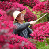 永州冷水滩：花卉苗木旺销 “美丽经济”助农增收