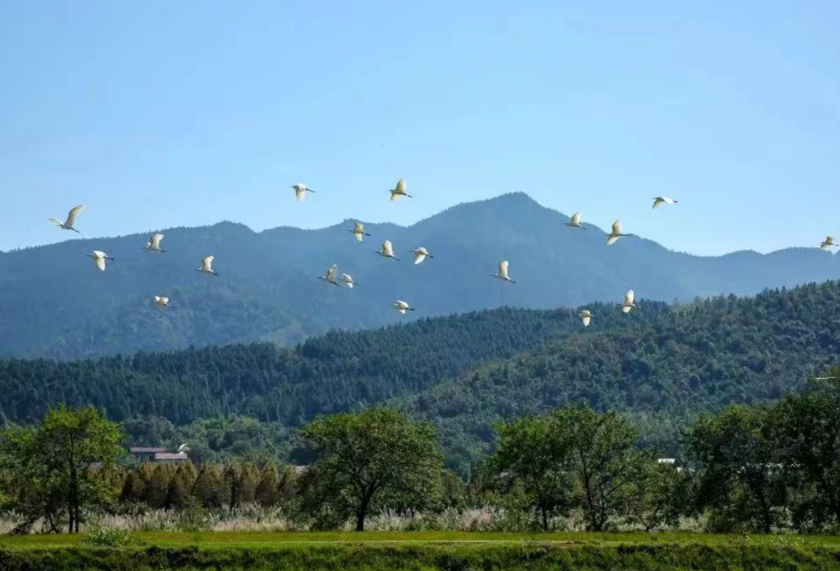 湖南零陵：“民兵护飞分队”守护候鸟迁徙路