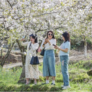 永州十场花事丨蓝山：樱花烂漫春光美（组图）