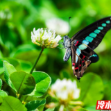 永州冷水滩：初夏时节 田间蝶舞蜜蜂忙（组图）