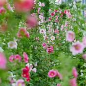 永州冷水滩：蜀葵花开夏意浓（组图）