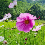 视频丨双牌阳明山：时至初夏 格桑花开