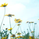 冷水滩：立夏时节 金鸡菊开（组图）