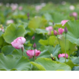 江华竹园寨村：荷花盛开 诗意满夏