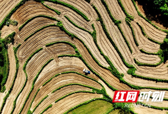 永州东安：高粱播种正当时 助农增收好“钱”景（组图）