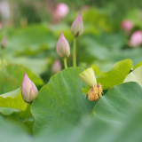 冷水滩：夏荷初绽 美景如画（组图）