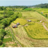 零陵：现代农机“双抢”显神威