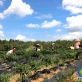 蓝山：昔日的“不毛之地” 变身今日“菜篮子基地”