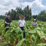 蓝山：强化监督 护航烤烟生产