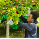 零陵：农文旅融合点燃美丽经济新引擎