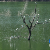 毛俊水库：湖光山色生态美成群白鹭翩翩飞