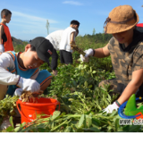 蓝山县组织开展黑籽花生亲子采摘比赛暨直播活动