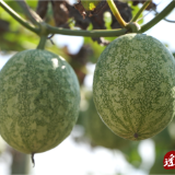 江华:小小吊瓜鼓起群众钱袋子