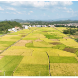 蓝山：晚稻开镰 “丰”景如画