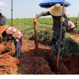 宁远：淮山采挖忙 直供大湾区