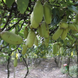 蓝山县毛俊镇上溪村:八月瓜丰收引客来 特色产业绘就振兴景