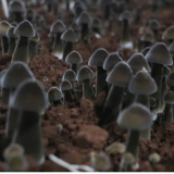 蓝山:小小黑皮鸡枞菌 撑起乡村振兴“致富伞”