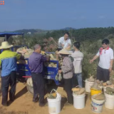 江华大路铺镇鹅塘村：油茶林套种南瓜迎丰收 集体经济与村民增收“双见效”