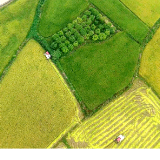 双牌：晚稻开镰收割 新设备助力“抢粮入仓”