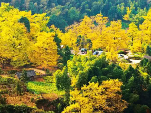 双牌：张跃斌到桐子坳景区现场办公