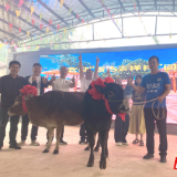 为家乡永州接“福”!李雨儿拍下“胜利之牛”落户龙江桥