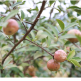 祁阳:3.5万亩百年古树油茶林喜迎丰产期