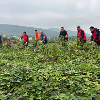 永州高速潘市中心收费大站：金秋收薯不用愁“路灯”志愿来帮忙