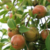 永州冷水滩27万亩油茶喜迎丰收