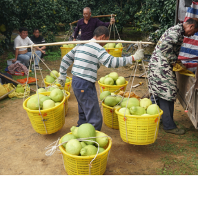 湖南江永:柚香桔甜庆丰收 特色果业铺就富民路