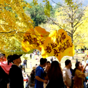 双牌:银杏黄 乡村火 “风景”变“产业”