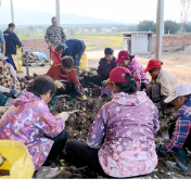 双牌沙背甸村:香芋丰收忙 收购中心助增收