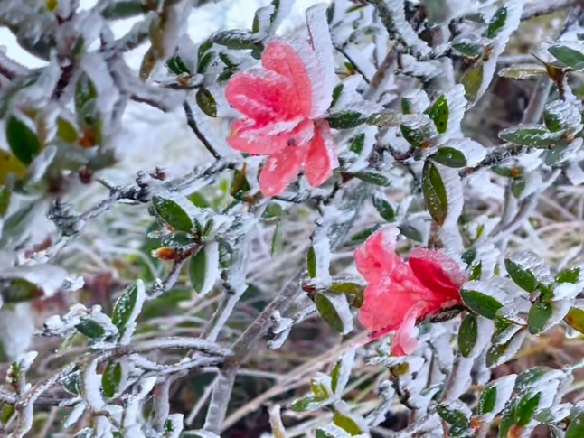 视频丨11月18日双牌阳明山迎来冬天的首场雾凇