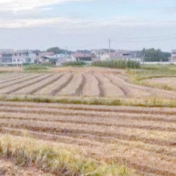 零陵秋冬农业生产有序推进