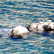 中华秋沙鸭连续13年“打卡”永州双牌越冬