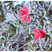 视频丨11月18日双牌阳明山迎来冬天的首场雾凇