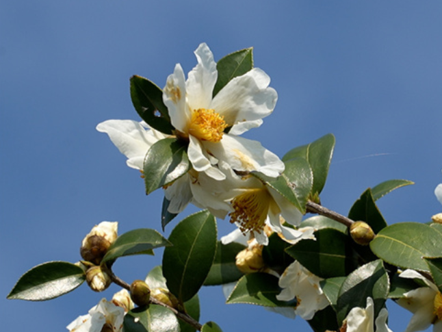 道县：油茶花开蜂自来 生态美景蕴丰收（组图）