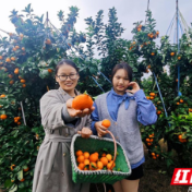 东安:金果满枝富乡邻 柑橘丰收铺就乡村振兴“甜蜜路”