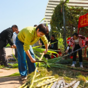 湖南新田:富硒甘蔗引客来(组图)