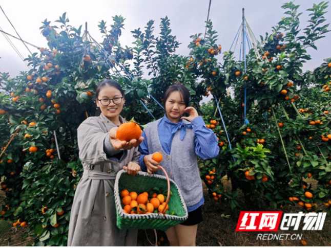 东安：金果满枝富乡邻 柑橘丰收铺就乡村振兴“甜蜜路”