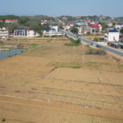 祁阳文明铺镇:“冬闲田”变“增收田” 油菜种植增效益