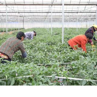 祁阳:闲置大棚种辣椒 “冬闲棚”变成“增收棚”