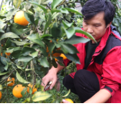 双牌县冲头村：果冻橙喜获丰收 果农笑开颜