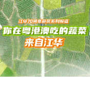 你在粤港澳吃的蔬菜，来自江华！