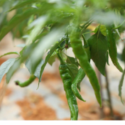 永州冷水滩:冬日辣椒错峰上市促农增收