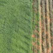 永州冷水滩:菜薹抢鲜上市 “一菜两收”促增收