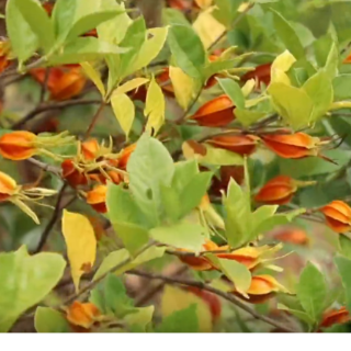 零陵：黄栀子结出“黄金果” 铺就致富“金色路”