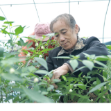 冷水滩:育秧大棚巧利用 农业增效农民富